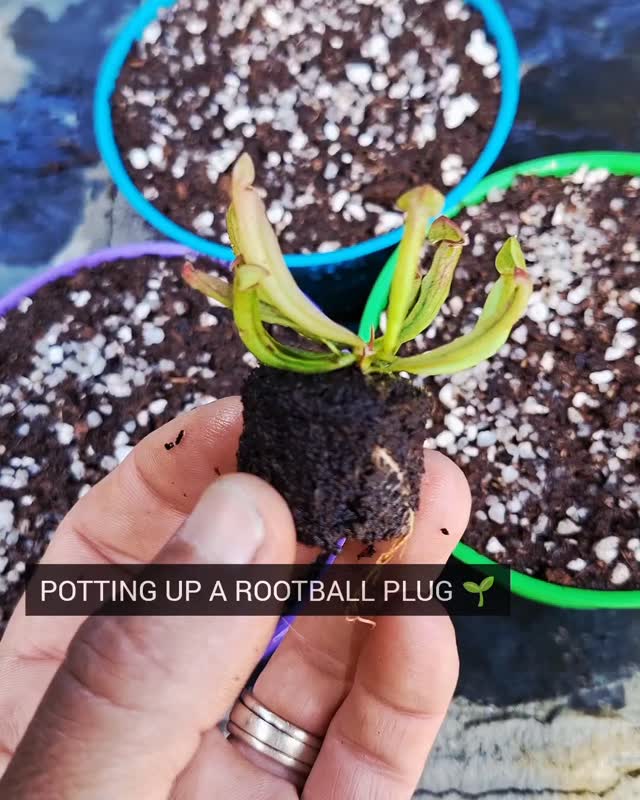 Potting up a Cultivo Rootball Plug 🌱 Some of our collector plants are ...