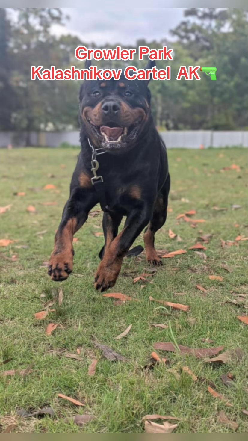 Growler Rottweilers on Reels | Facebook