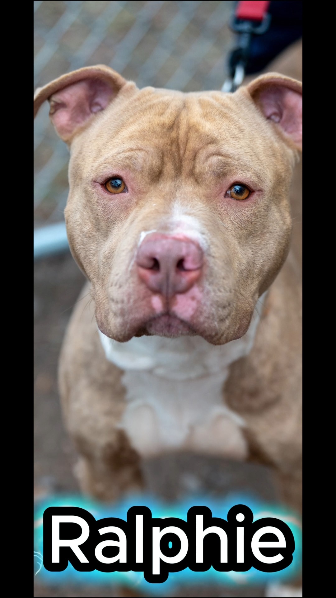 Our Pet of the Week is Ralphie Ralphie is a little over 2 years old and ...