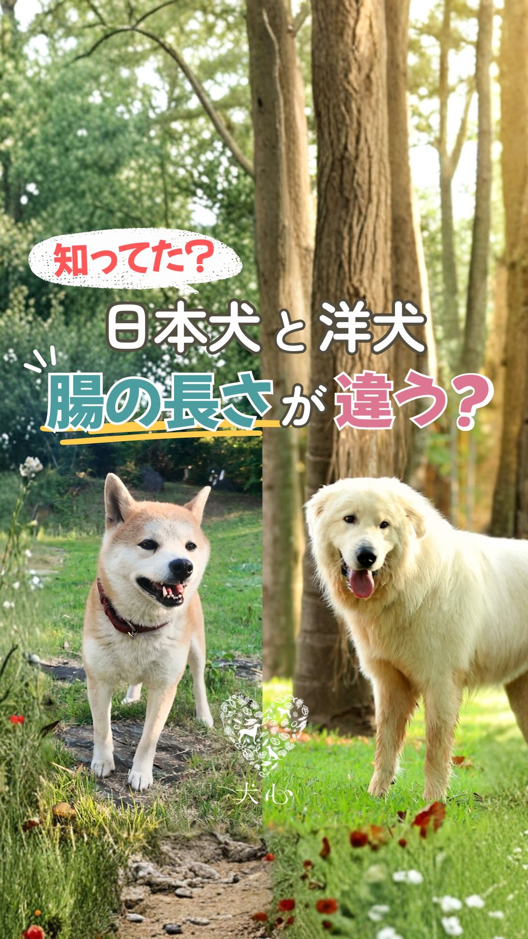 犬心 JAPANESE DOGS 日本犬種用ドライフード【 1.3kg3袋】 犬心～犬