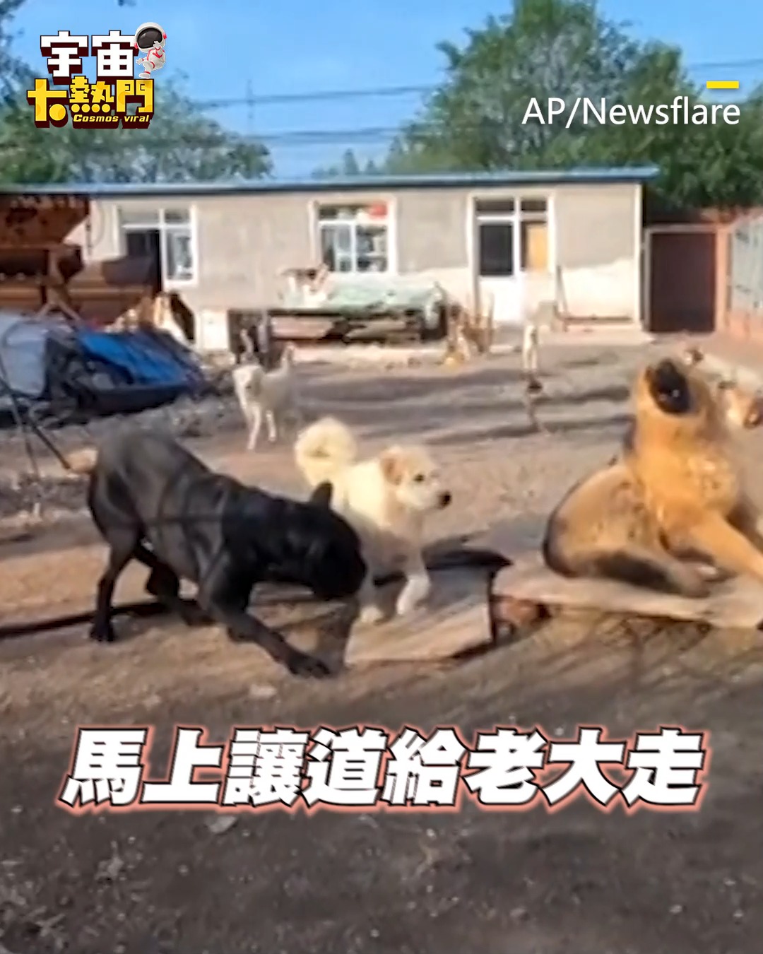 瑞編：讓你知道誰才是老大！！ 狗王登場不怒自威！氣場超強壓制對手秒臣服 影片授權：AP/Newsflare #狗狗 #吵架 #霸氣 | 造咖 ...