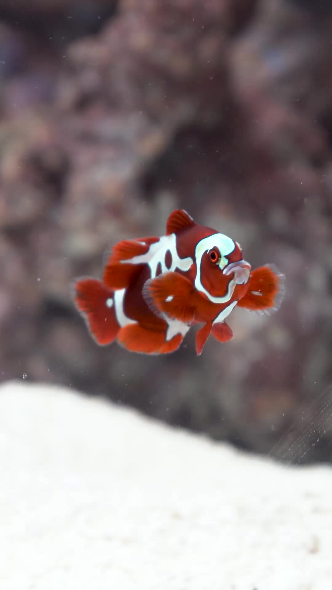 Coming Monday to Diver's Den - exclusive Captive-Bred Peacekeeper