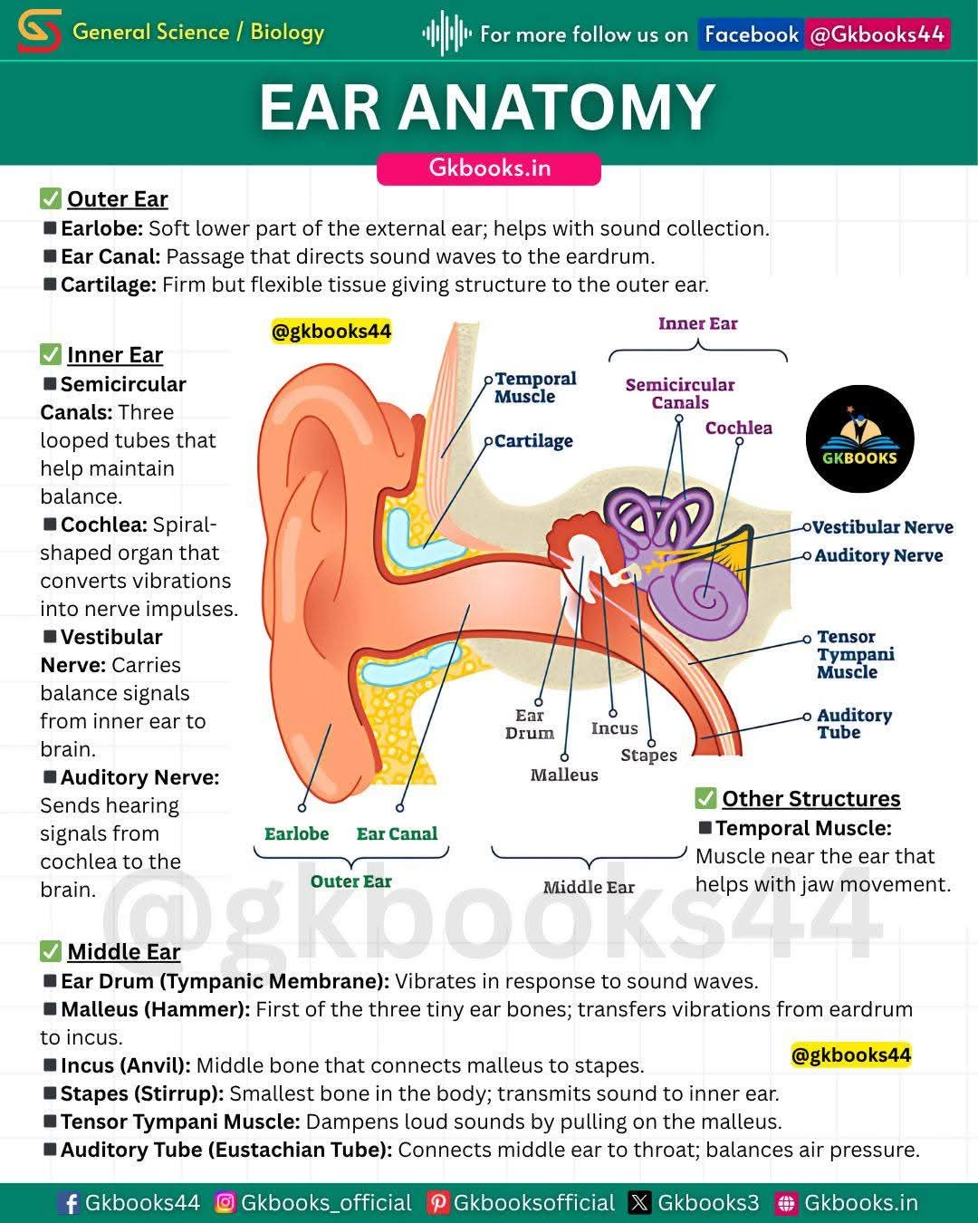 ⚫ Your ear in 3 parts – Outer, Middle, and Inner. Each section plays a ...