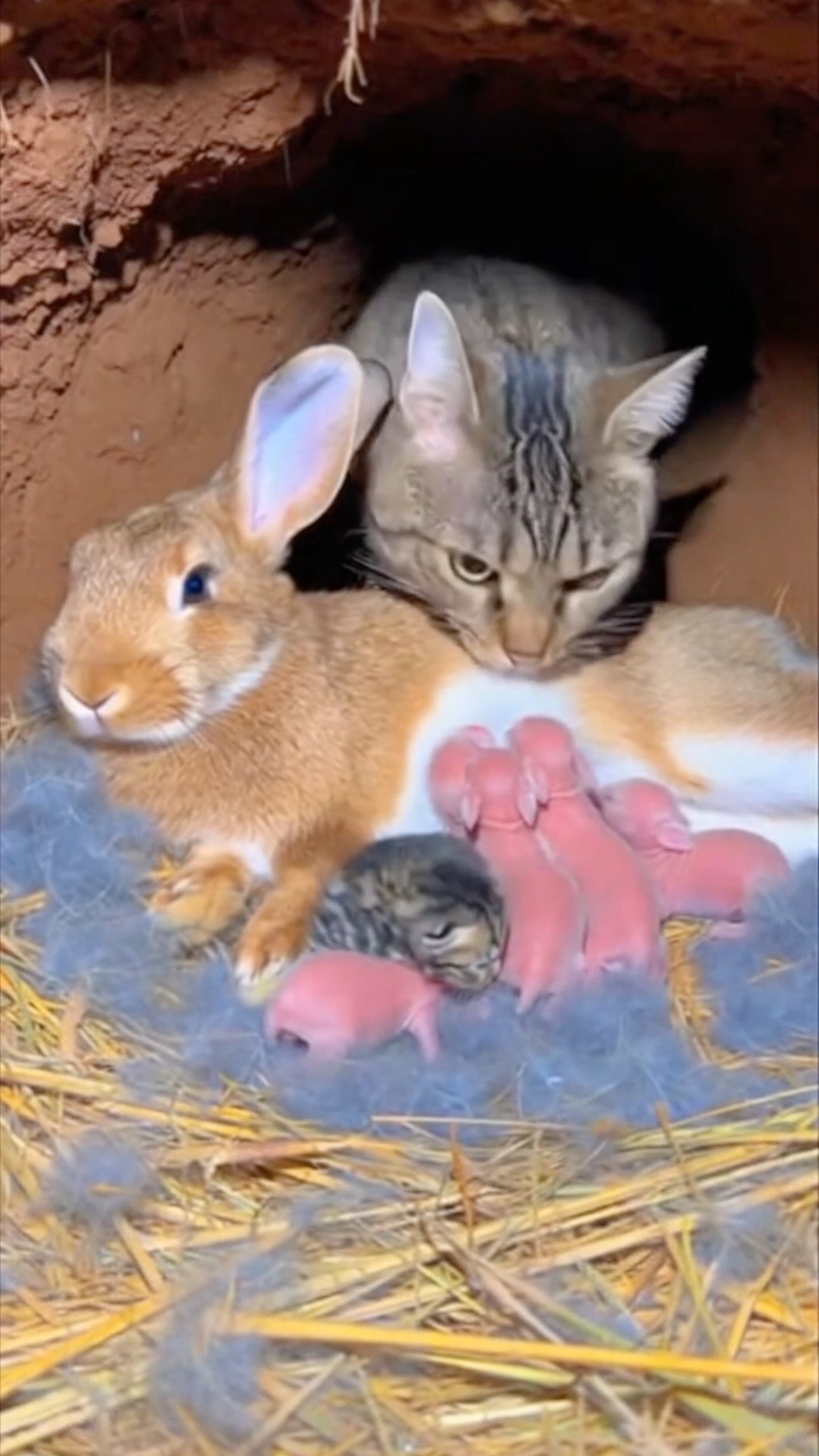 A tiny mix-up with the cutest ending 😍 Inside a quiet rabbit burrow, a ...