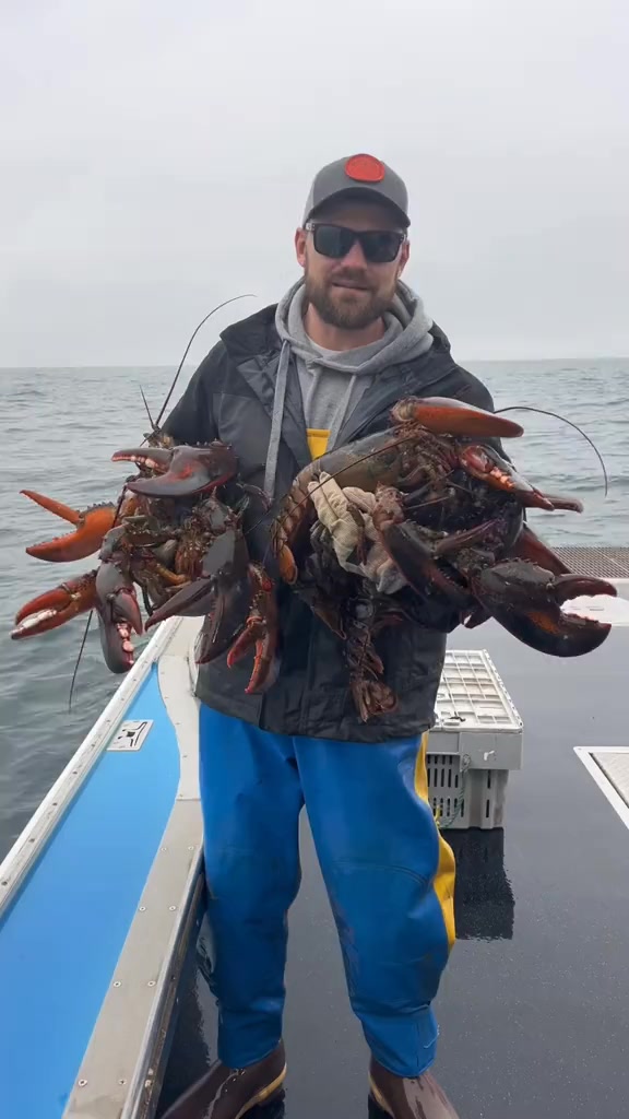 Jumbo Lobster Season!! 🦞🦞(7308188689396403487) #foryou #australia # ...