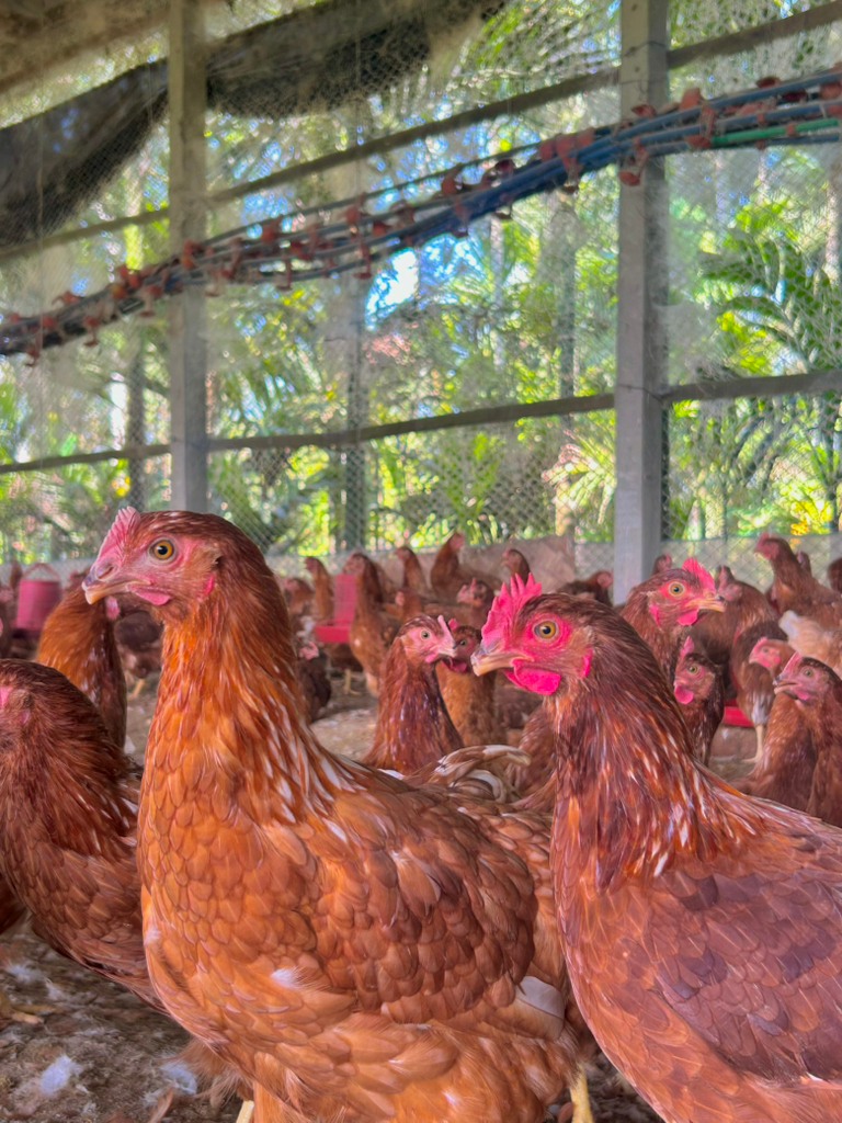 Hp Mini Agro | Rangpur