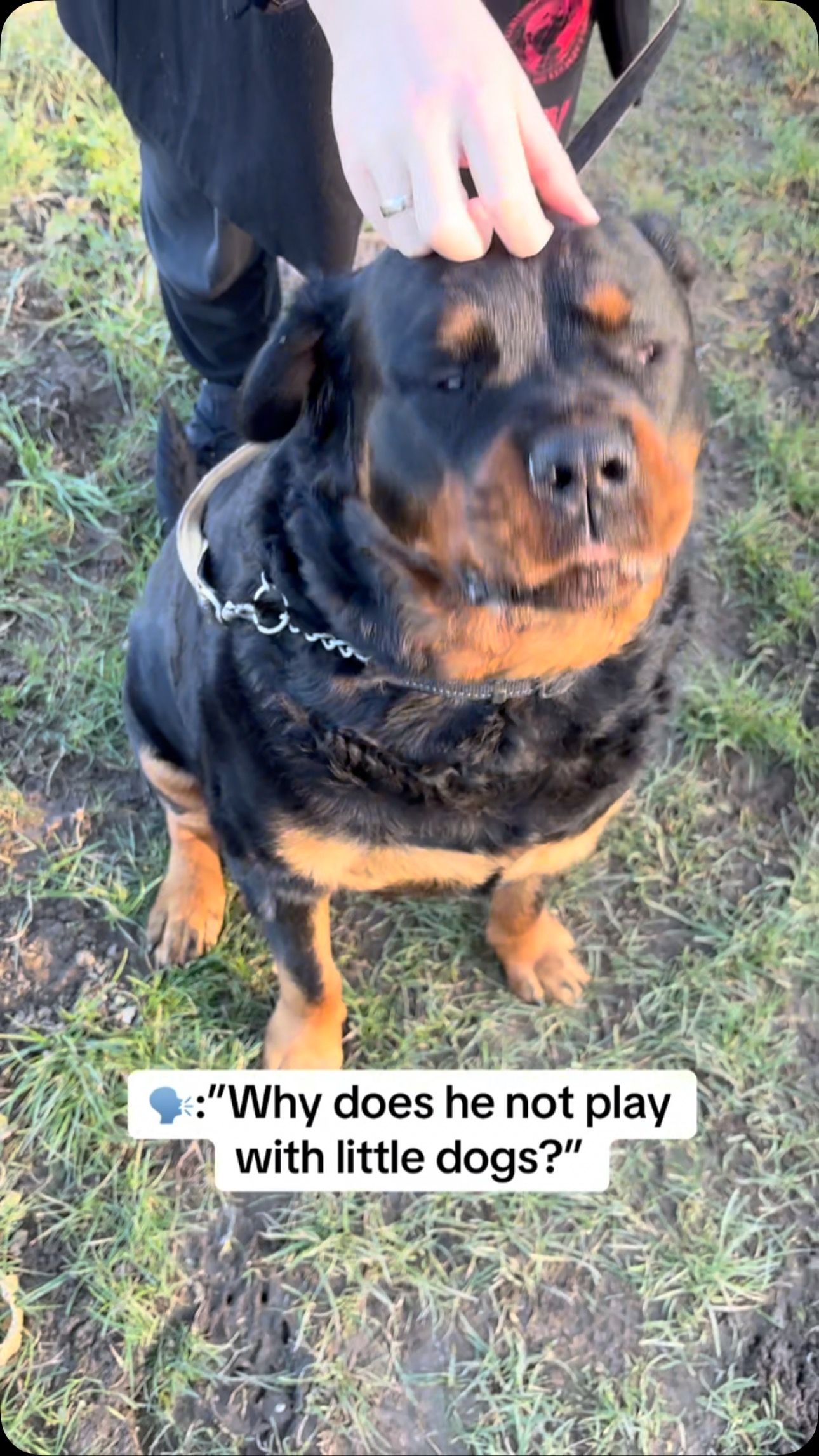 Dyce is anxious around little dogs and especially labradoodles because ...