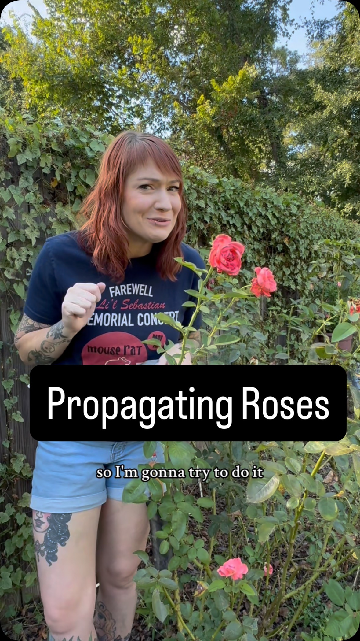 🌹 Did you know you can grow new rose bushes for free from a single ...
