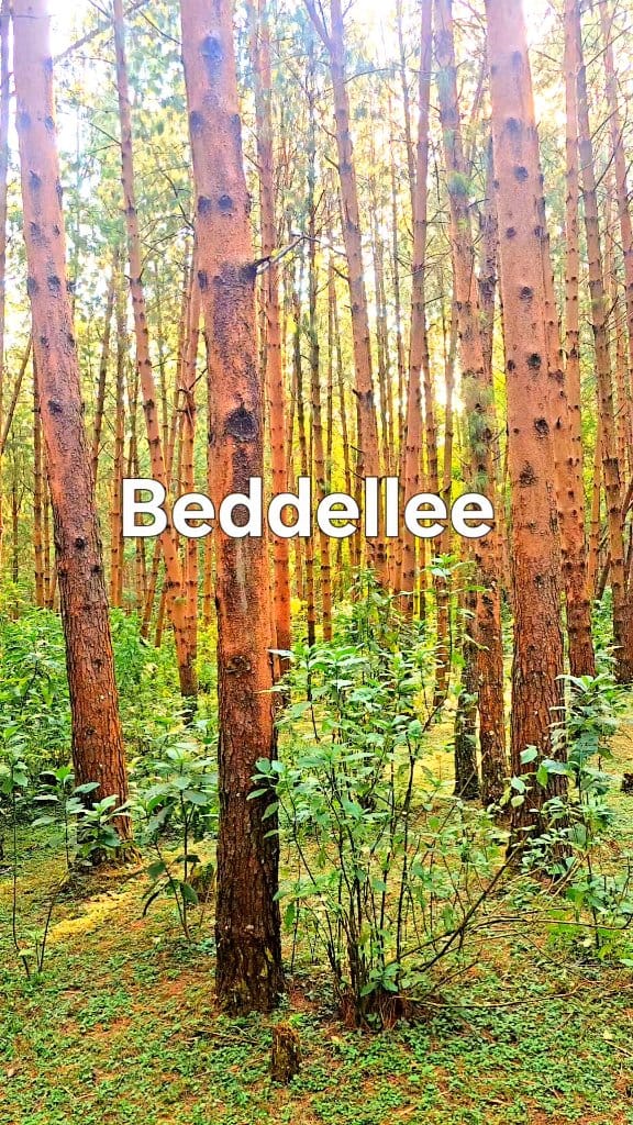 Beddelleee | Muddee Iluu | Facebook