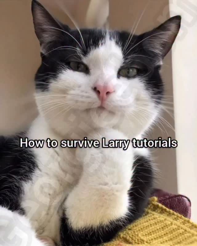 How to survive Larry tutorial #fyp #cat #georgieebom #memes #funny ...