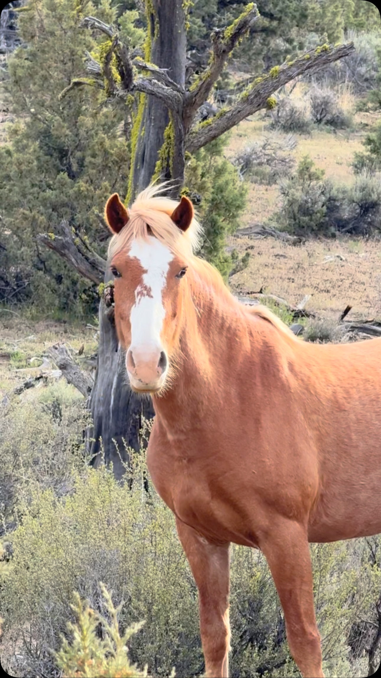 Cruiser’s herd out in the wilds of Oregon 💜 ️🧡 What a treat this ...