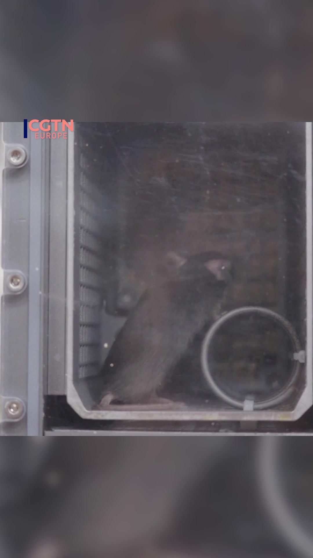 The four mice transported to China's Tiangong space station aboard the ...