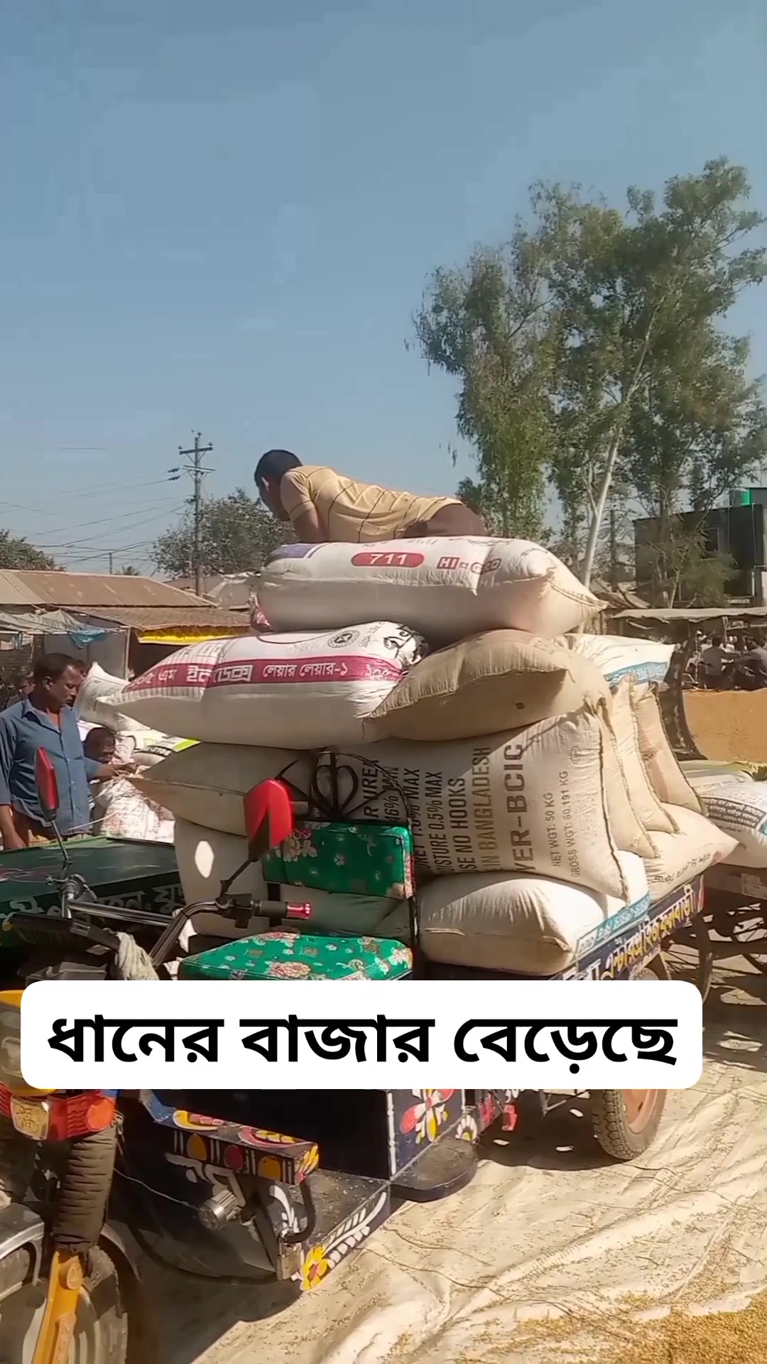 আজকের ধানের বাজার গুটি স্বর্ণ ধান ১২ ১০ থেকে ১৫ টাকা মন স্বর্ণ ৫ ধান ...