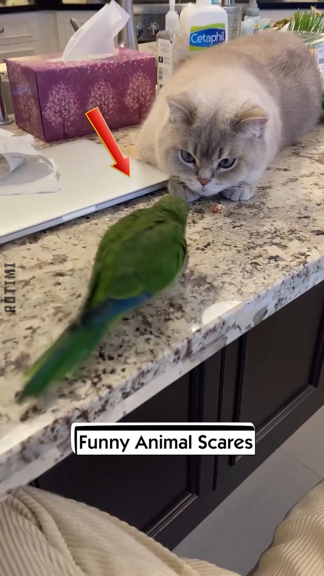 Funny Animal Scares | Rotimi | Facebook