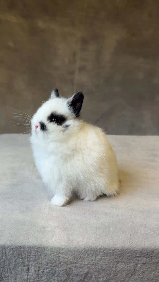 #bunnyoftheday #netherlanddwarf #gooseberryrabbity #bunnylove # ...