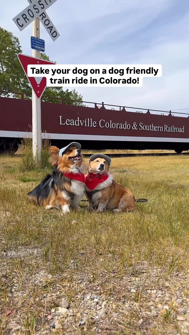 Yes, your dog can ride this scenic train in Colorado 🐾🚂👇 Looking for a ...