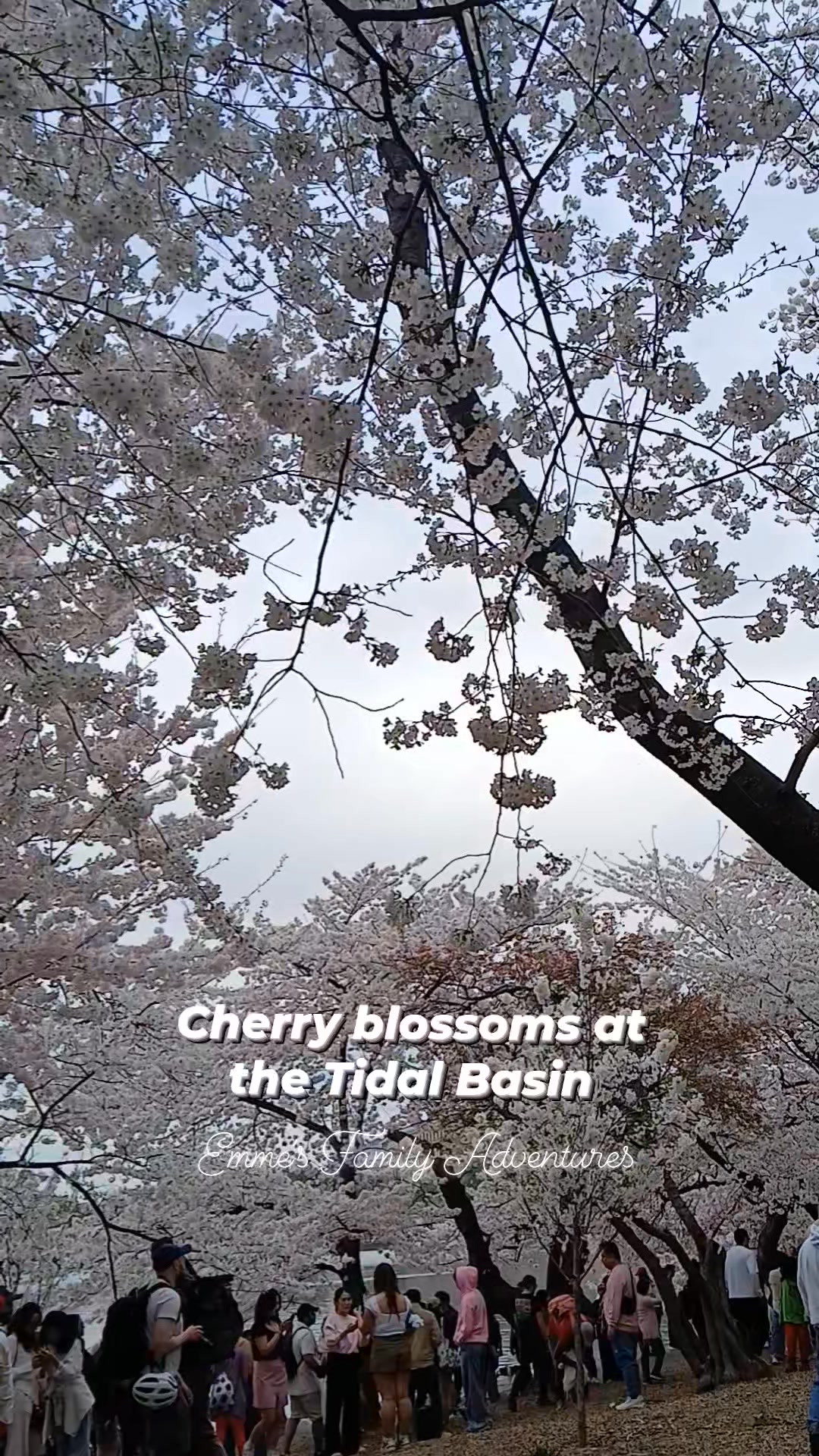 We went to the Tidal Basin to check out the cherry blossom trees