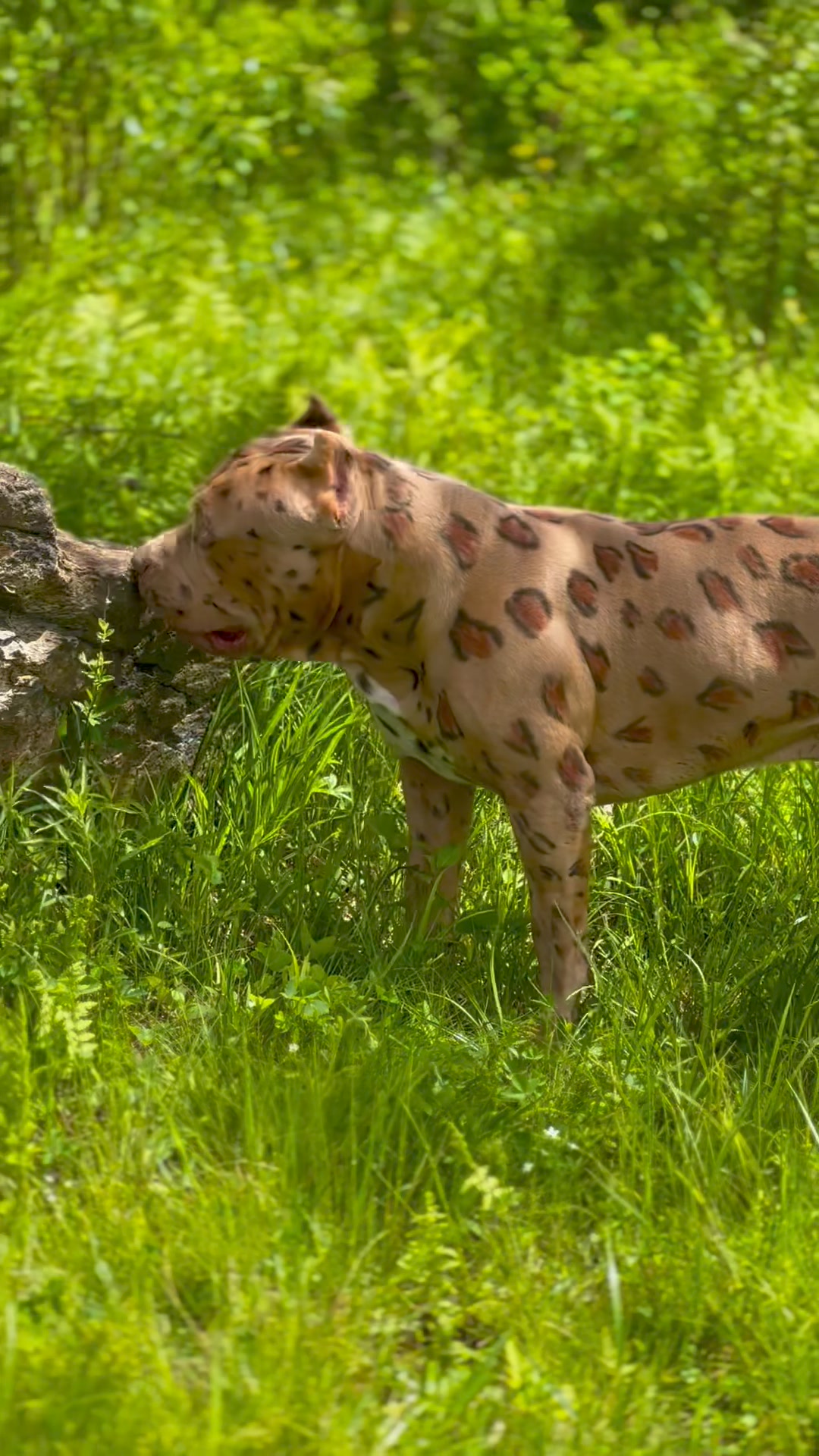He’s amazing have you ever seen a dog like this before he’s so unreal!🤩 ...
