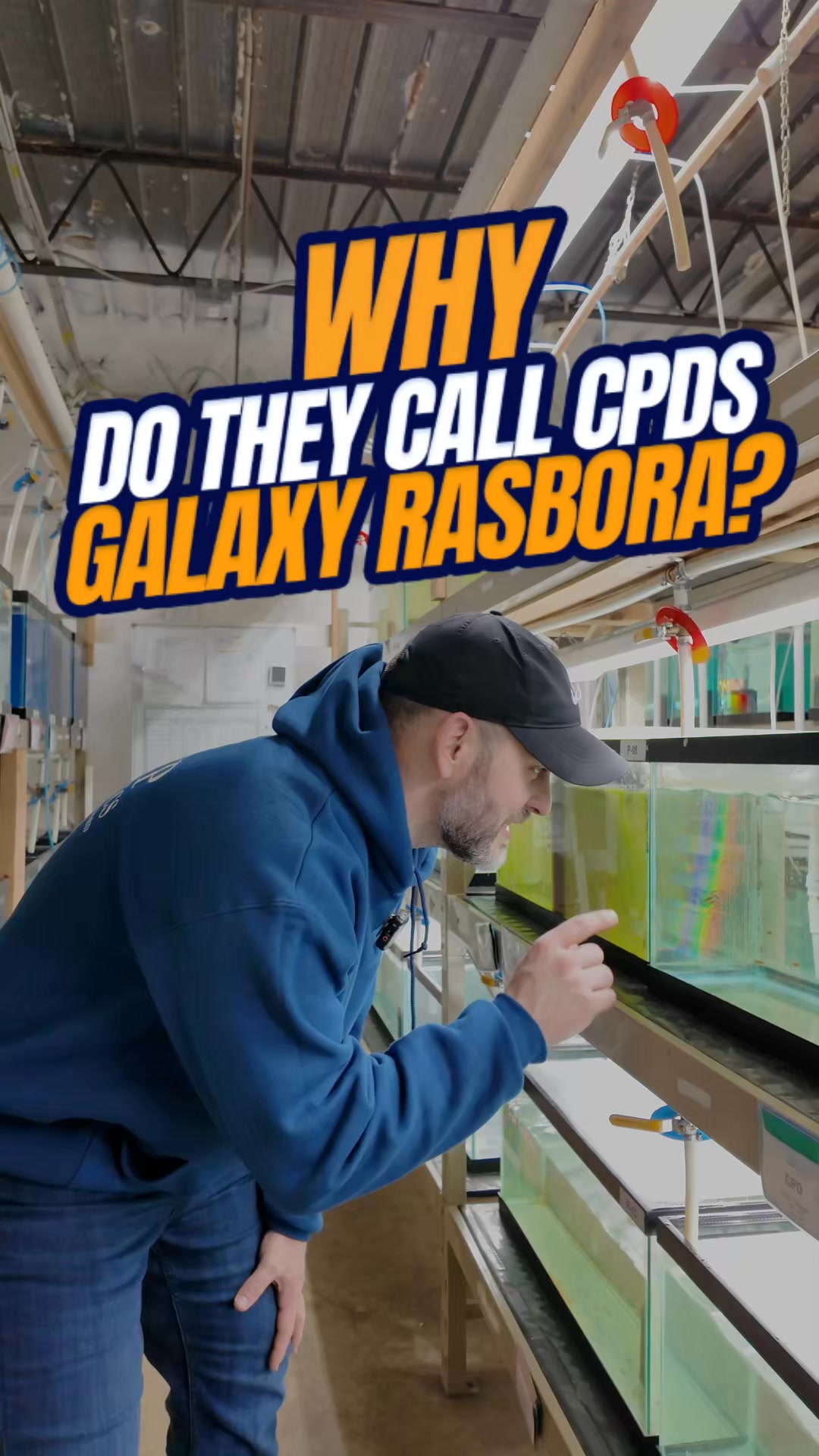 Ever wonder why the CPD often gets called a Galaxy Rasbora - is it a ...