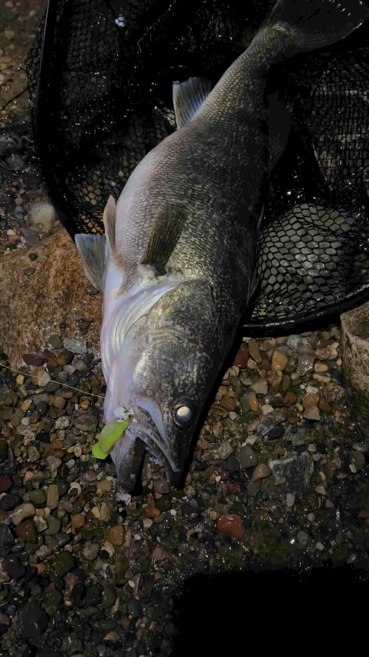 shimano 300ej reel CURADO 300 K Low Profile Reels (CU301K) Fishing : Sports & Outdoors tight lining pound line and the Class - Length - Rod Weight:8152-4 - 15'2