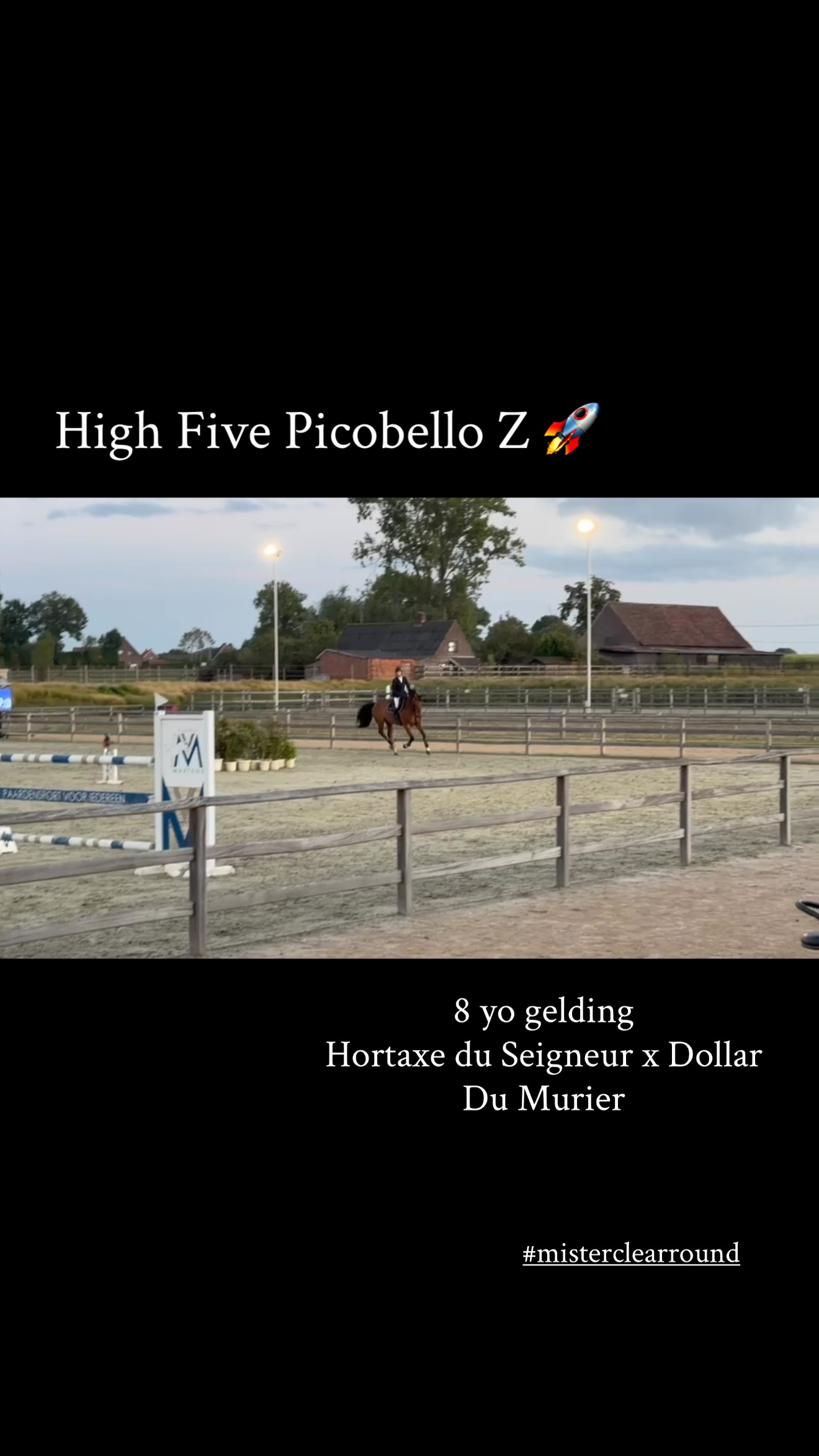 みっこ High Five 🙌 #picobellohorses #picobellobreeding #futuregphorse