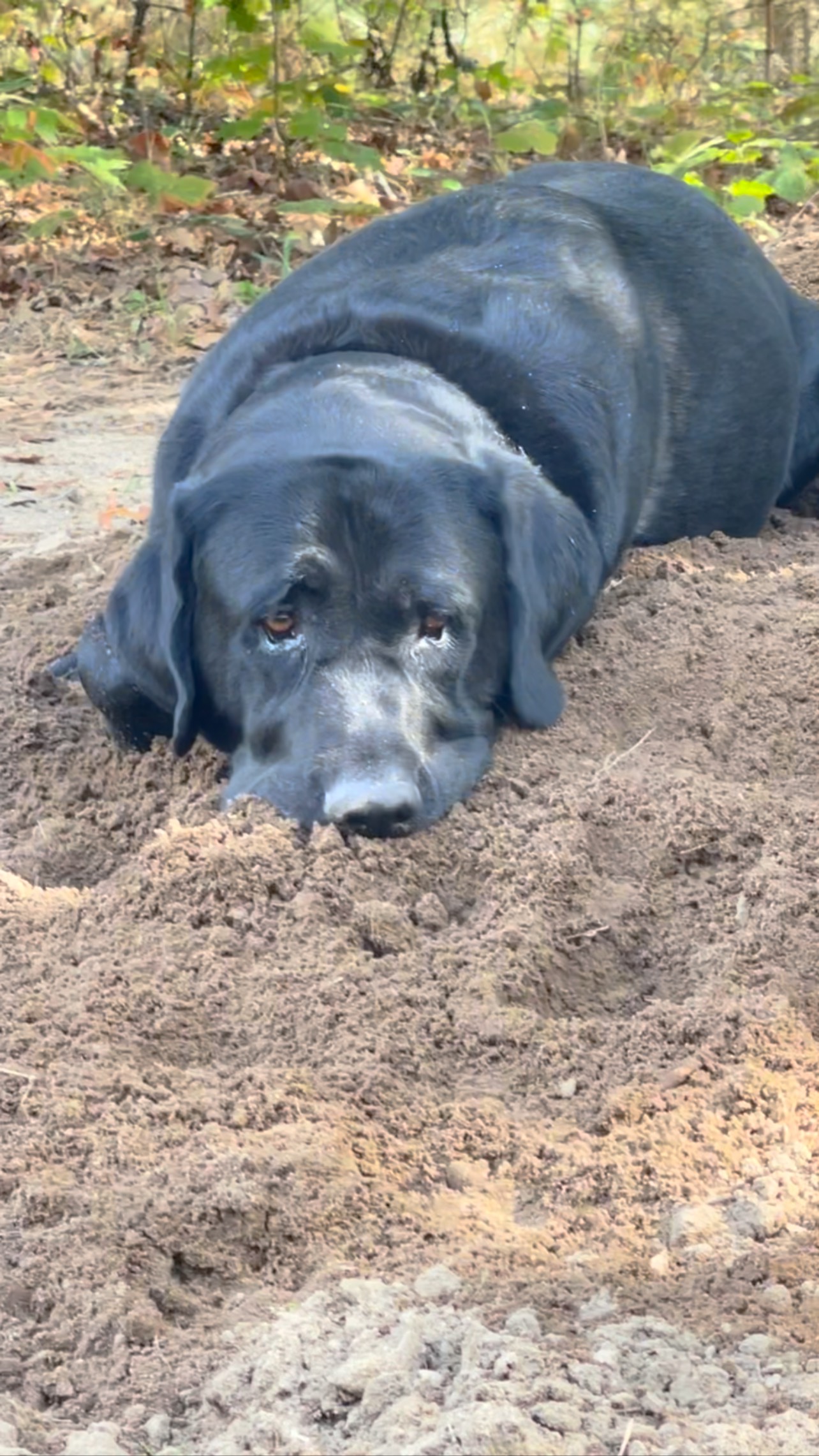 View of These two play hard then crash in the sand pile. It’s like so relaxing ...