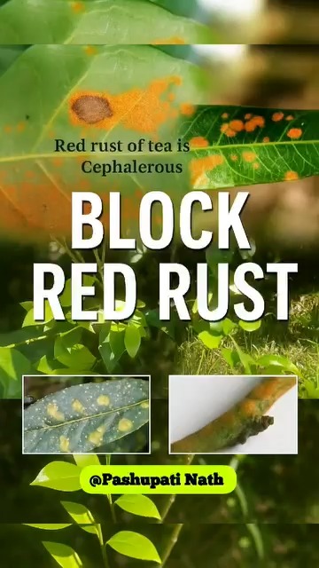 Pashupati Nath - To control Red Rust in your tea... | Facebook