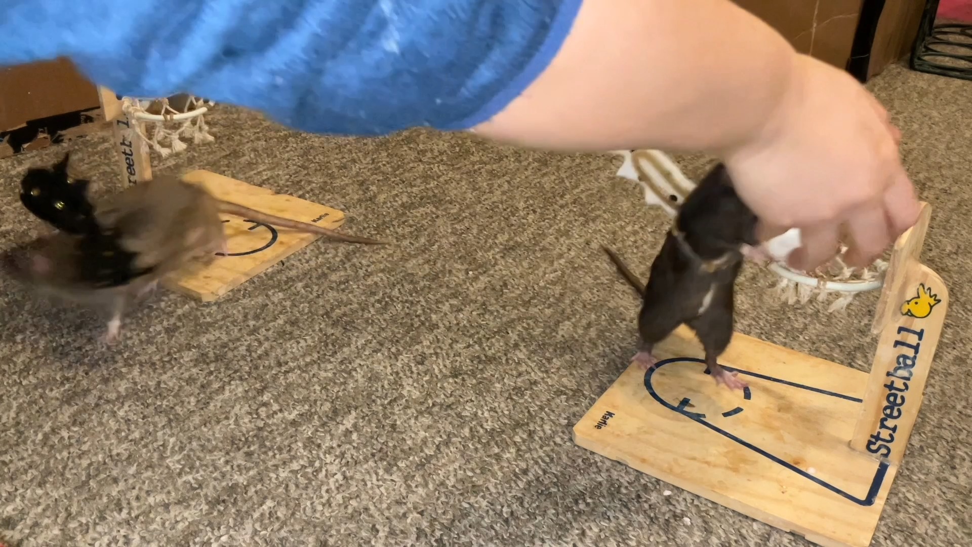 More Halloween themed tricks, this time featuring Coffee and Cracker ...