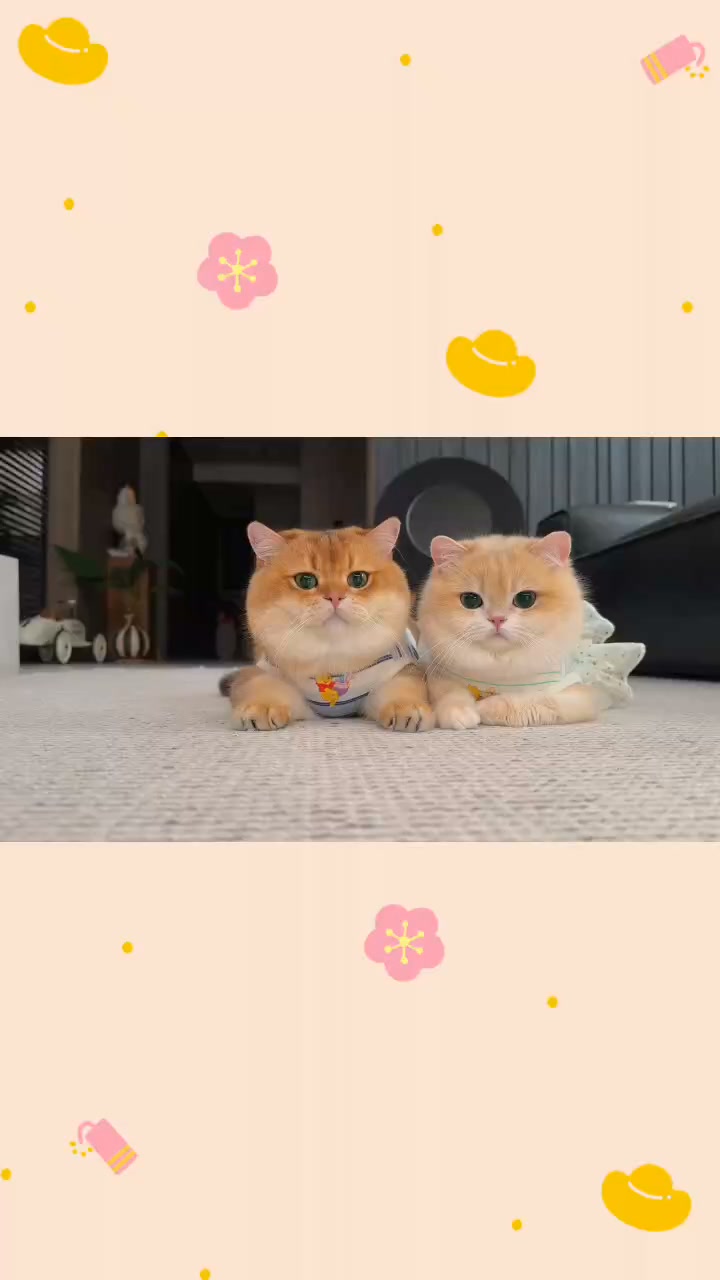 凯小勋　喵咪　PET 一家三口就要整整齐齐的#猫#cat #pets #cute #cutecat #kittens