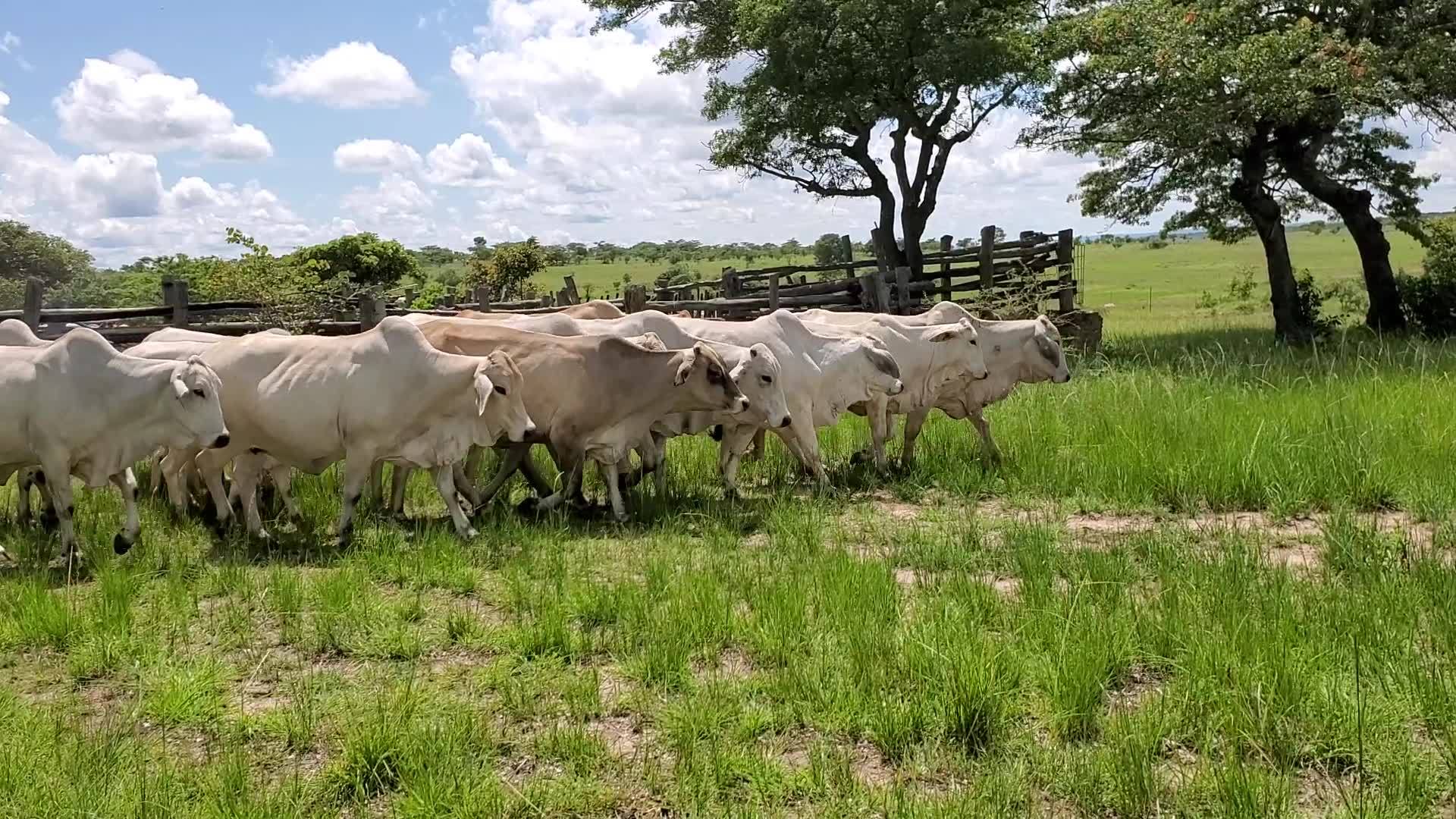 Maguta Cattle Ranch | Chikomba