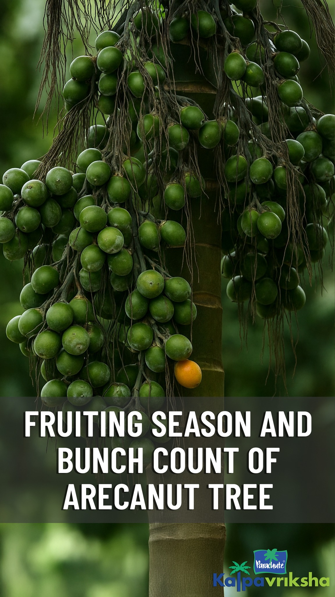 The fruiting season of arecanut trees generally occurs once a year ...