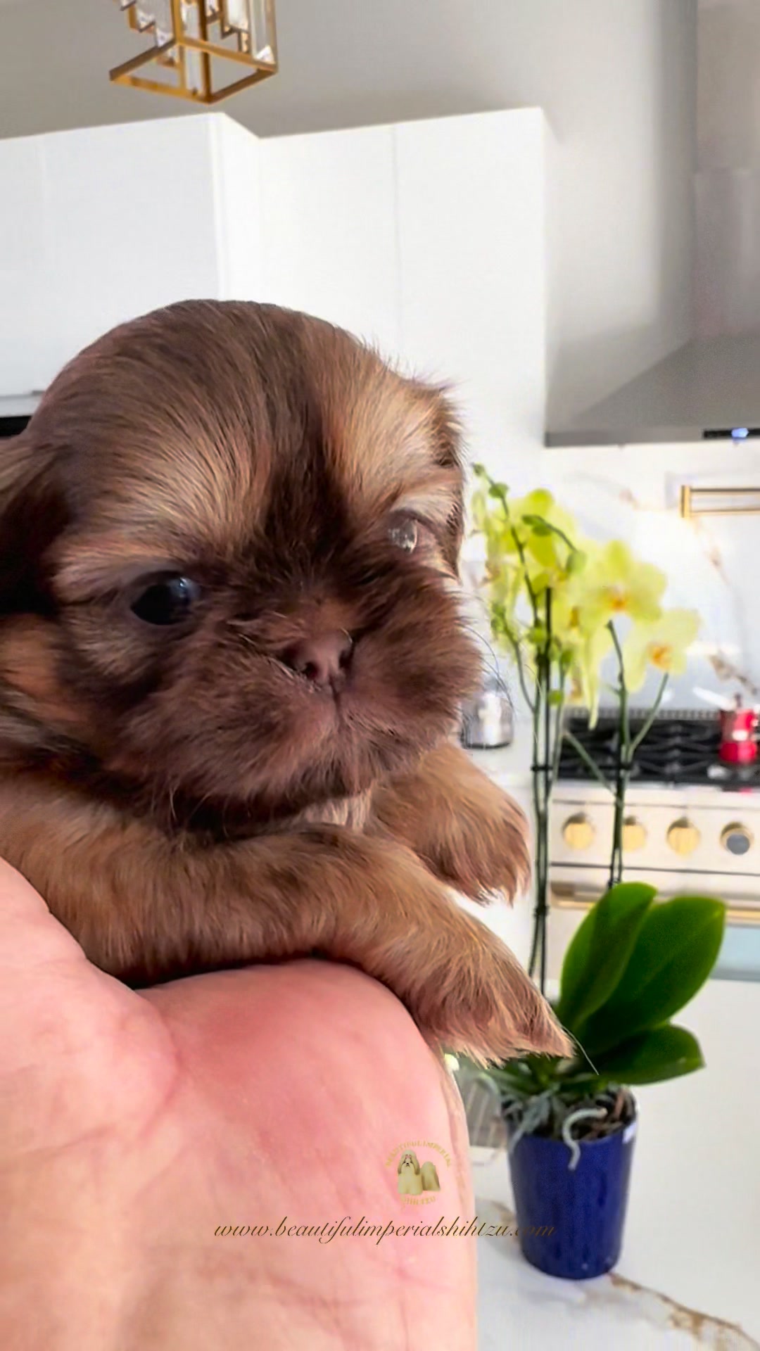 Tiny paws, bright eyes, and a calm little soul Chachi Angelo at 4 weeks ...