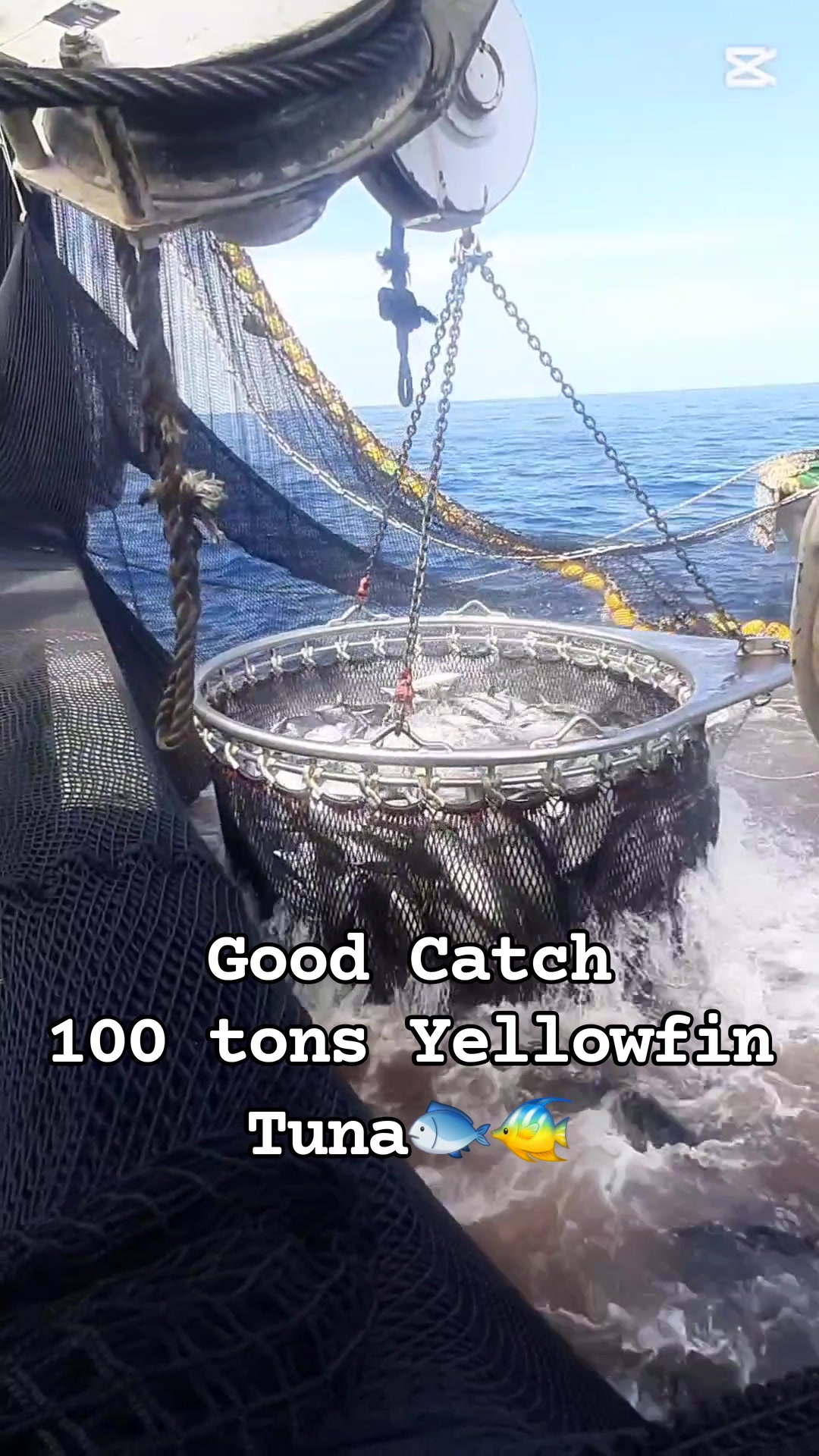 100 tons Yellowfin Tuna 🐠🐟 Purse Seiner Fishing @ South Pacific Ocean # ...
