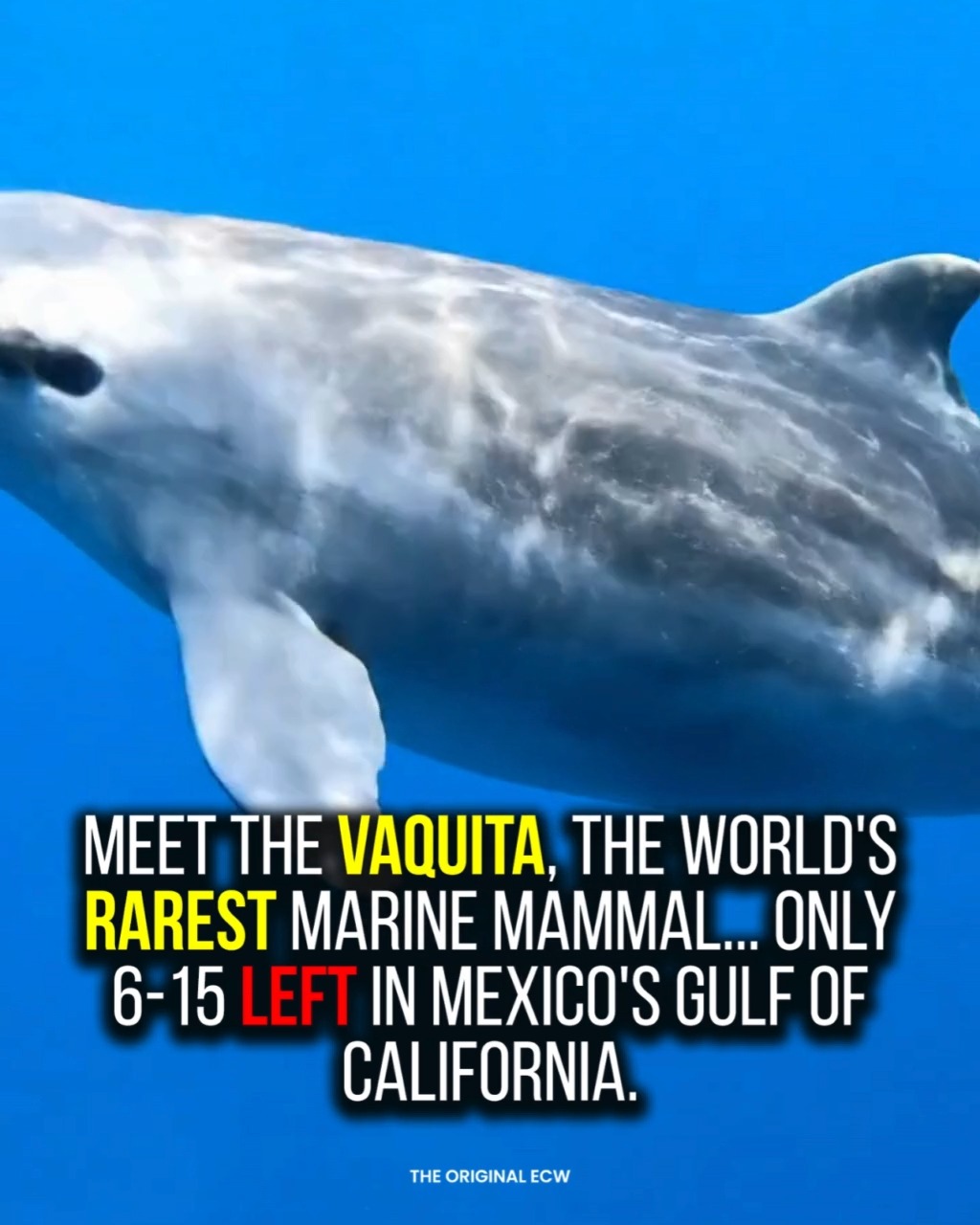 🌊💔 Meet the Vaquita — the World’s Rarest Marine Mammal Living in the ...