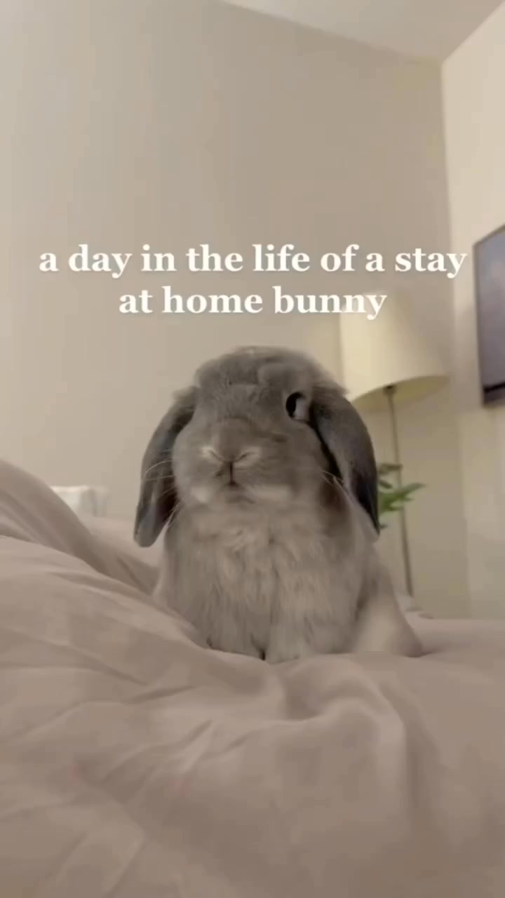 everyday routine🐰 From: gomathebun Follow us for more @adorable_bunny ...