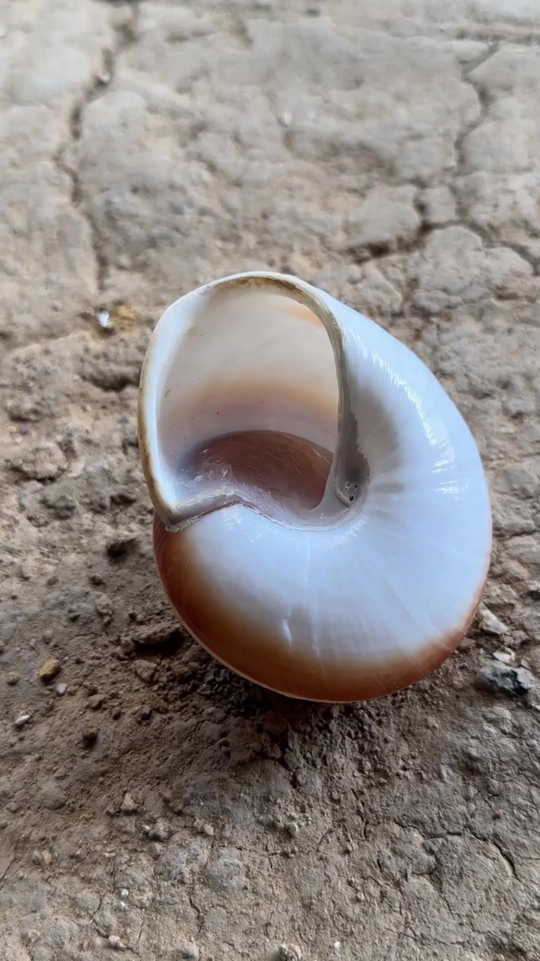 Extreme Heat Snail Shell Planter Craft #reels #fb #fyp #fypシ #reel # ...