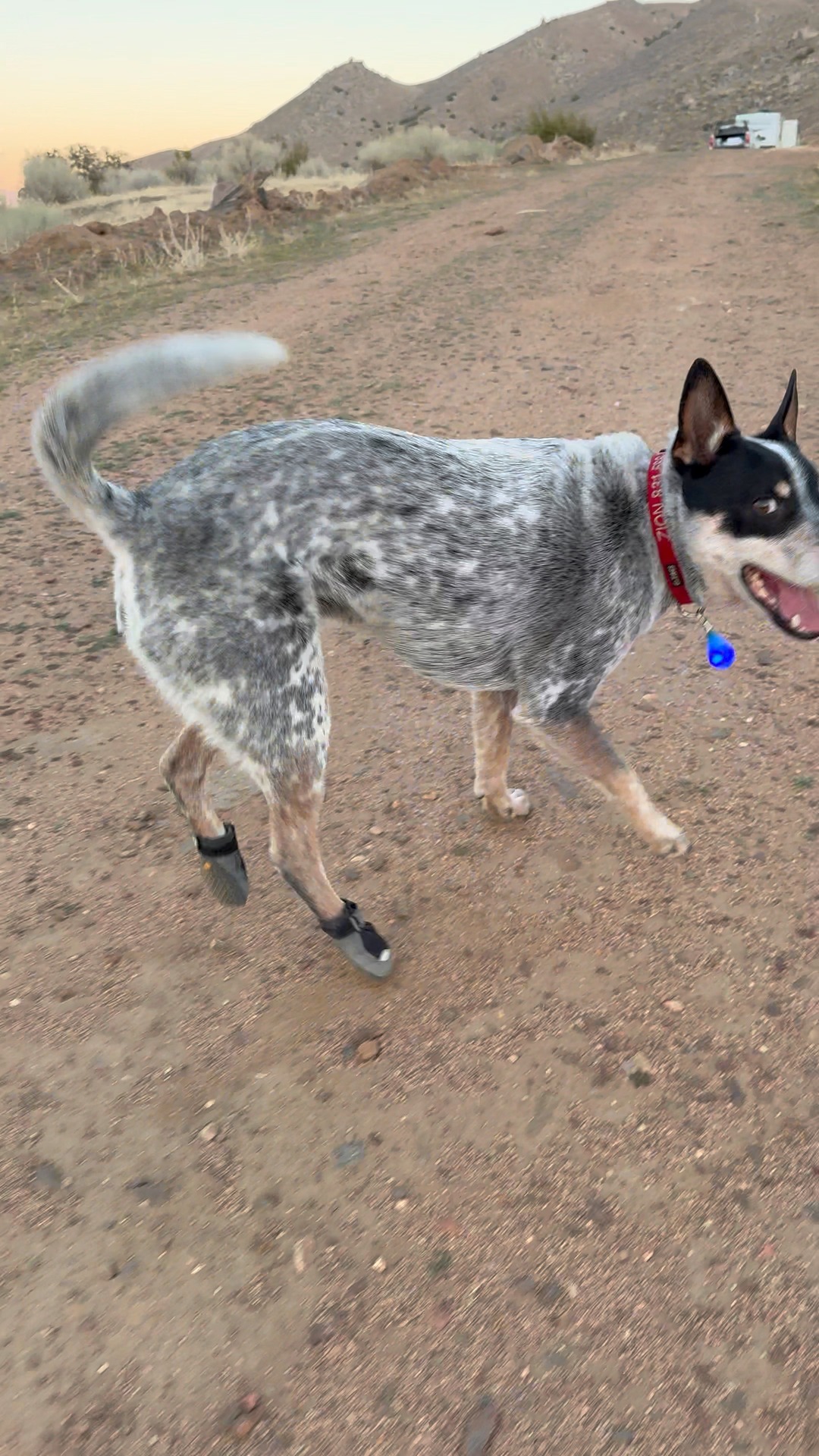 Last year I got Zion some shoes to protect his feet from the cholla ...