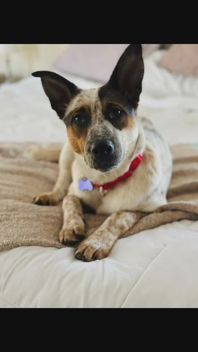 Some of our available cuties! 😍😍😍 Visit sandypawsrescue.com for more ...