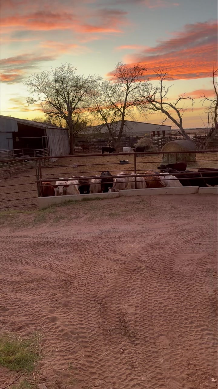 Calves have been weaned 3 days and most of them found the feed and ...