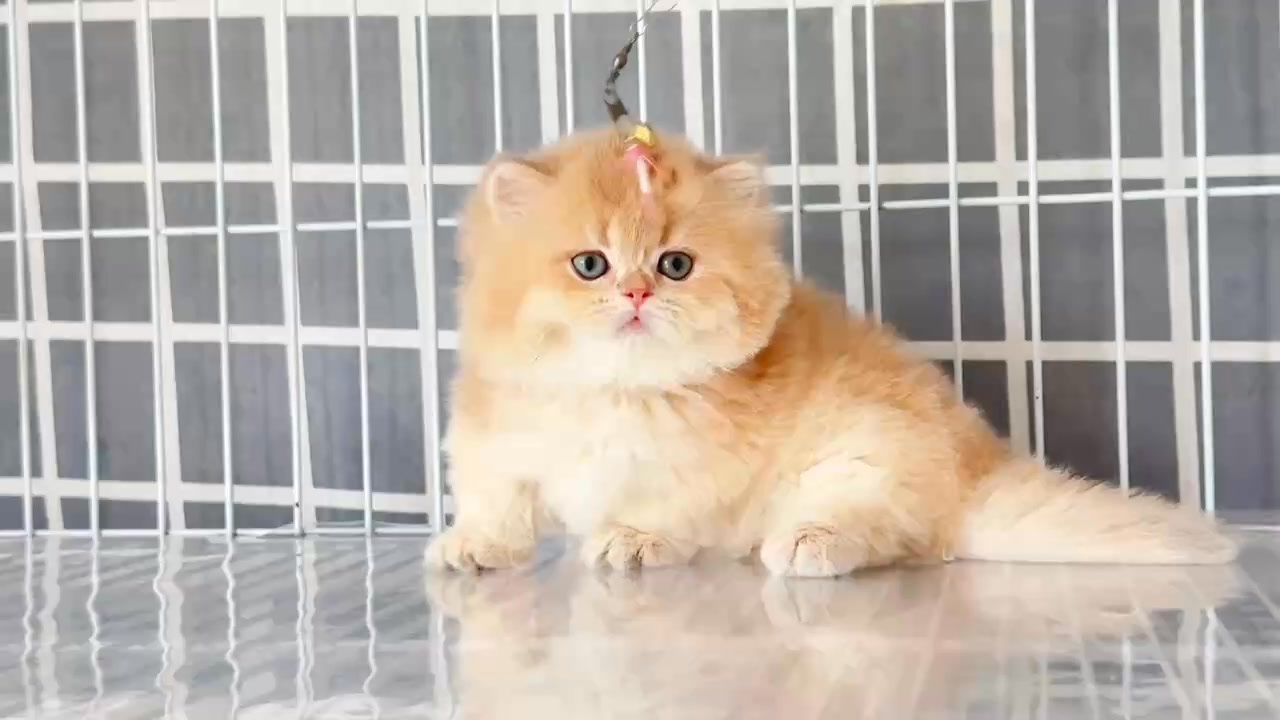 萬喵園pet | Shenzhen