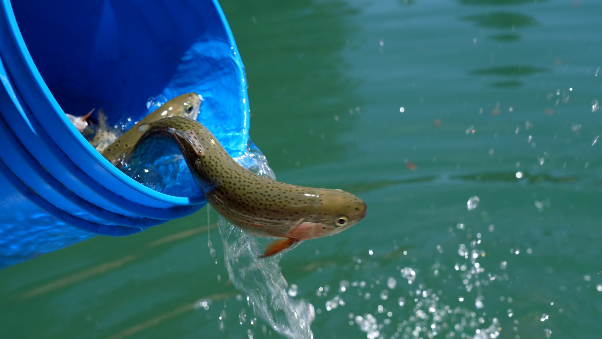 father's day fishing box Gift Custom Lure I Hooked The Best Dad Bait Personalized Pike Bass Lure Fishing Men's Spinner Spoon Jig for Fathers Day Litime 16V 30Ah Marine The size is ideal gaffs Size:7'6
