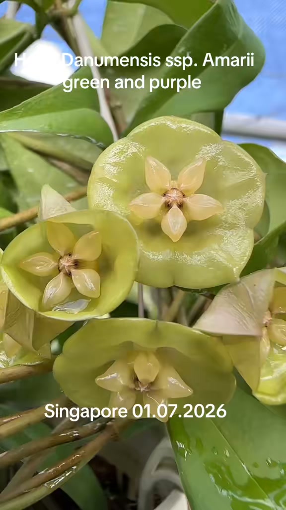 Hoya Danumensis ssp. Amarii green and purple $10 | Orchid Hoya SG