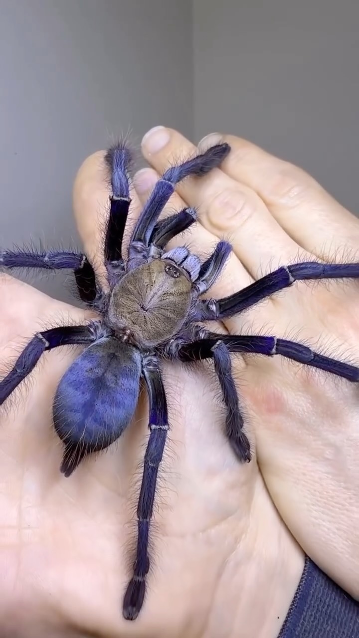 The colors on this Singapore blue tarantula (Omothymus violaceopes) at ...