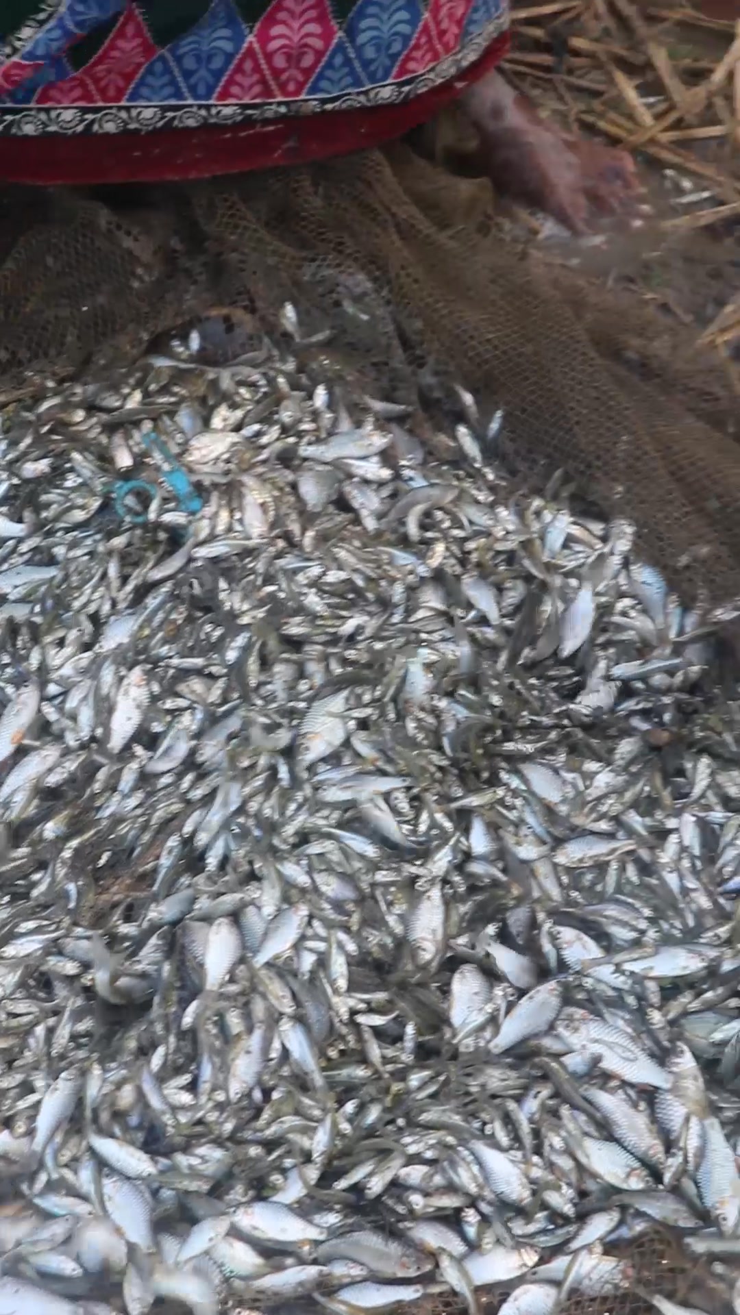 many mixed fiish from river 🐟🐟🐟💕 | Epic Outdoor Fishing | Facebook
