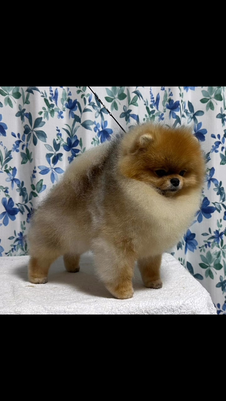 AC Dynasty Pomeranians (@AcDynastyPomeranians) • Facebook