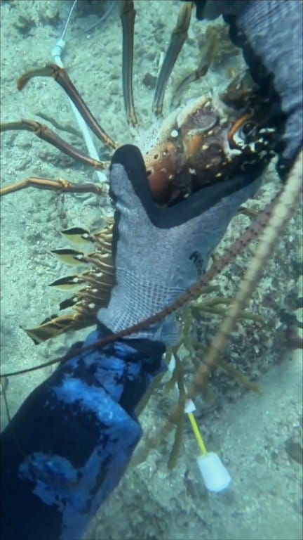 lobstar weightlifter 🦞 | PS MEDIA | Facebook