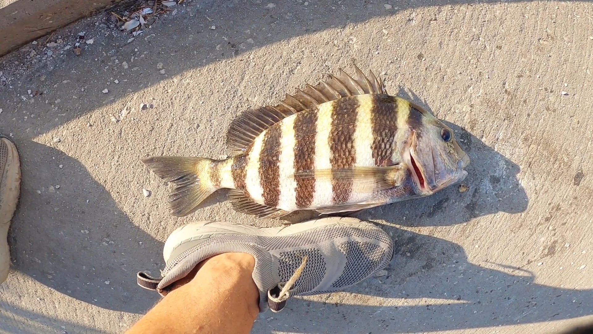 Fishing Fort Desoto For Sheepshead With Fiddler Crabs (Full Truck ...