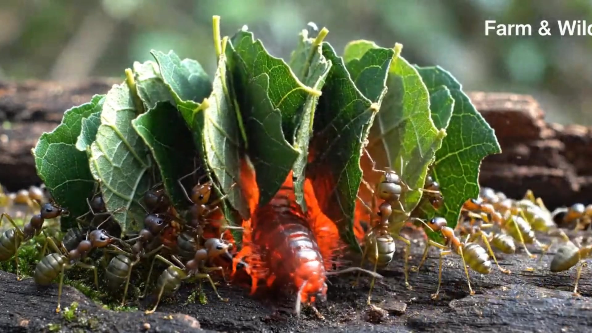 Ant Brigade 🐜🐜🐜🐜🐜🐜🐜 vs the Fireworm, The worm Escaped 🐛 🐛 🐛 🐛 🐛....💪 ...