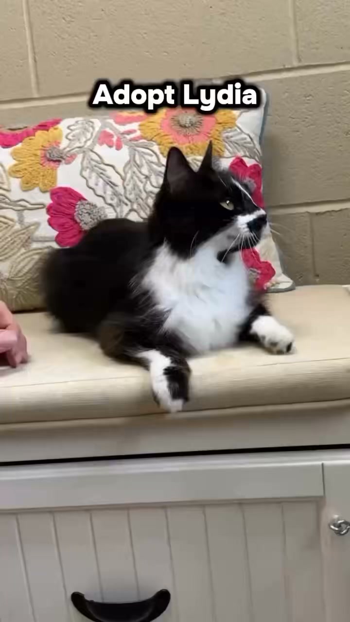 Lydia was found as a friendly cat trying to survive after she was