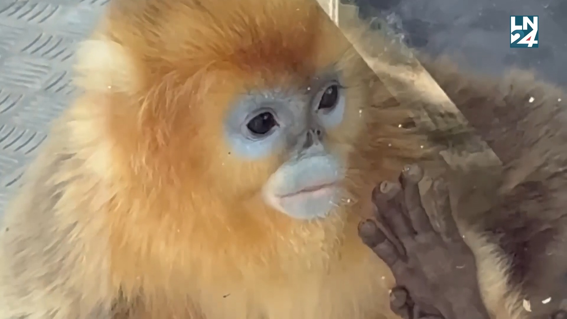 🐒 La sous-espèce parmi les plus rares de singes dorés à nez retroussés ...